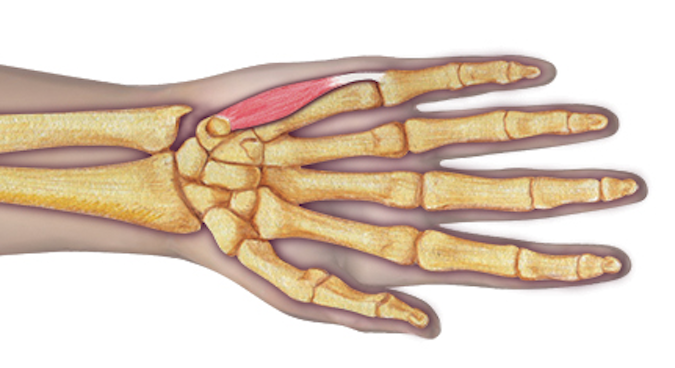 Abductor Digiti Minimi 