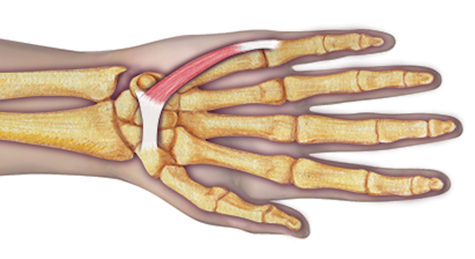 Opponens Digiti Minimi 