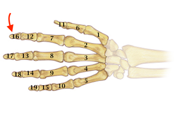 Distal phalanx 16, 17, 18 & 19 Distal phalanx