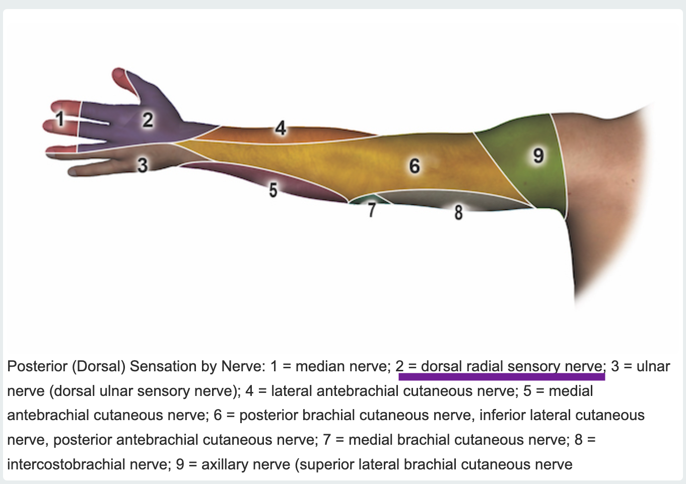 Dorsal Radial Sensory (Superficial Radial)  Nerve