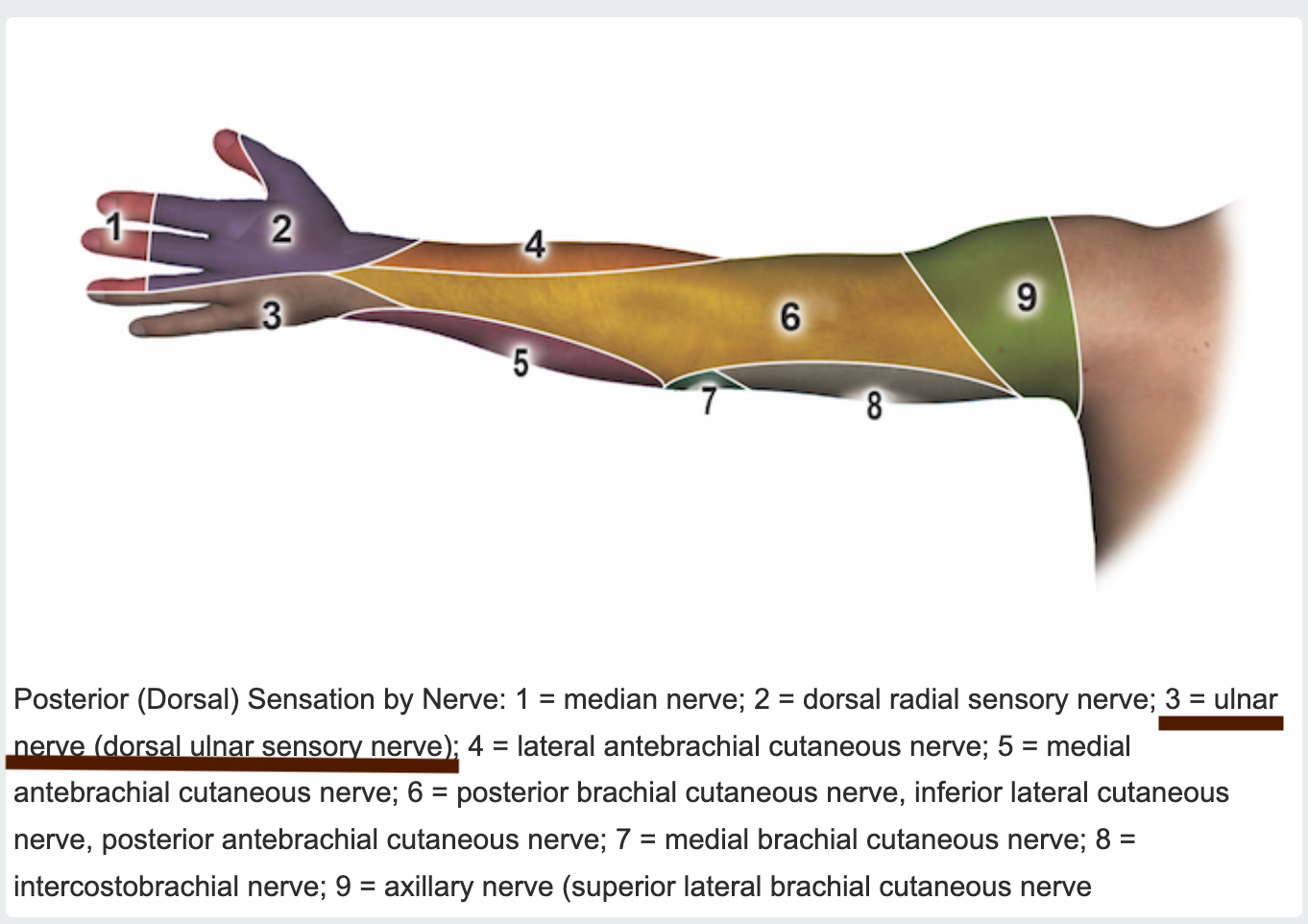 Dorsal Ulnar Sensory Nerve (3)