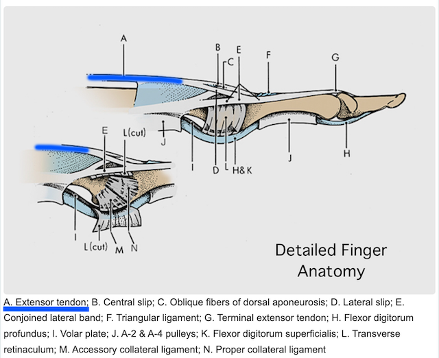 Extensor tendon digit