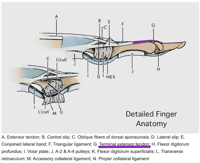 Note the terminal extensor tendon in purple.