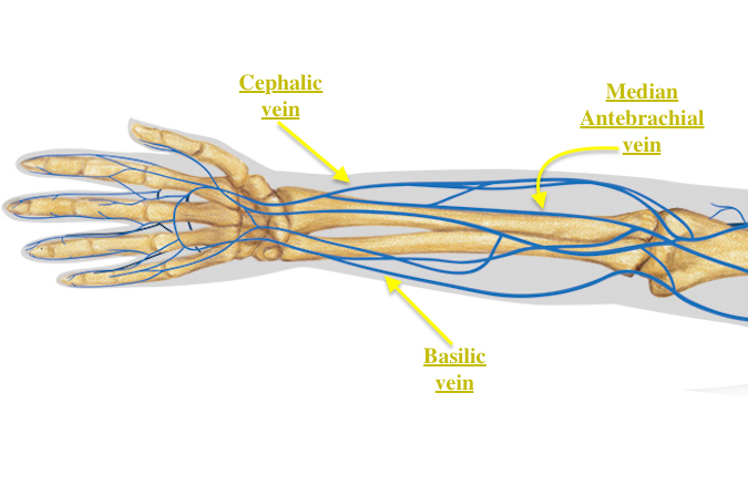 Dorsal Veins of the forearm, wrist and hand.
