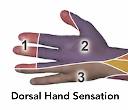 Sensation of the dorsal distal aspects of the thumb, index finger, long finger, and radial part of the dorsal ring finger (red areas 1) is supplied by the median nerve via the dorsal branches of the digital nerves.