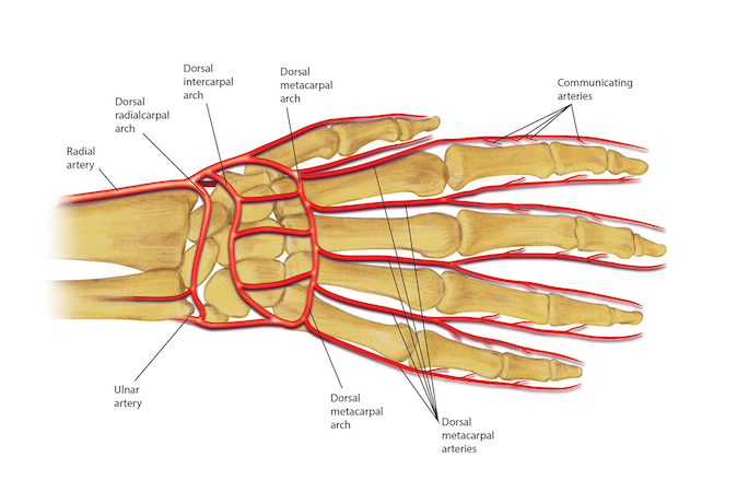 Dorsal arteries of the digits, hand and carpus.