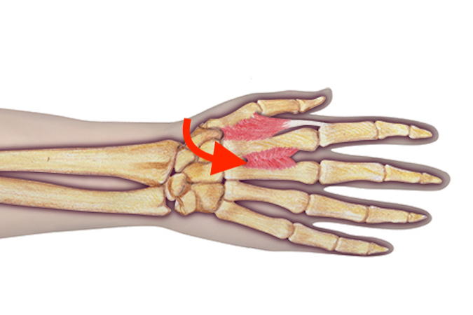 The second dorsal interosseous muscle