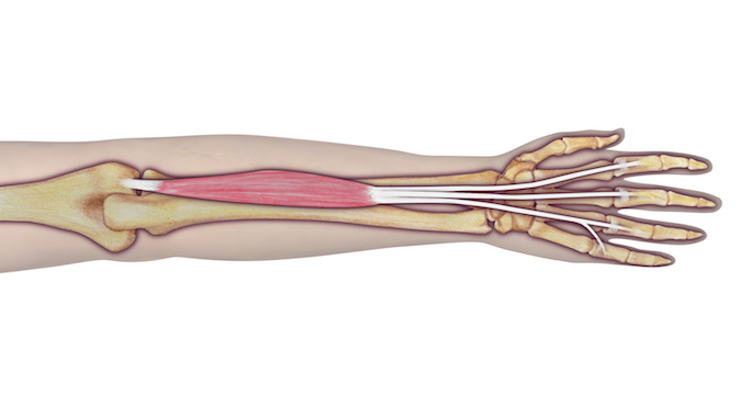 Extensor digitorum communis (EDC)