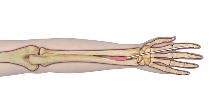  Extensor Indicis Proprius (EIP)