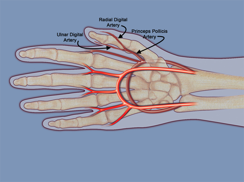 The princeps pollicis is the origin of the radial and ulnar digital arteries of the thumb.  Note the princeps pollicis originates from the radial artery in the web dorsal and ulnar to the palmar surface of the thumb.