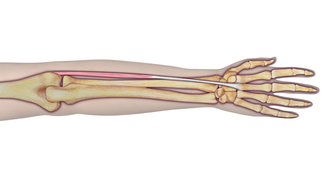 Extensor Carpi Radialis Brevis muscle and tendon.