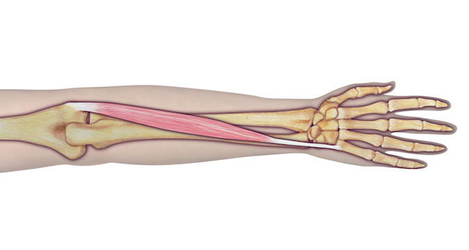 The extensor carpi ulnaris muscle and tendon.