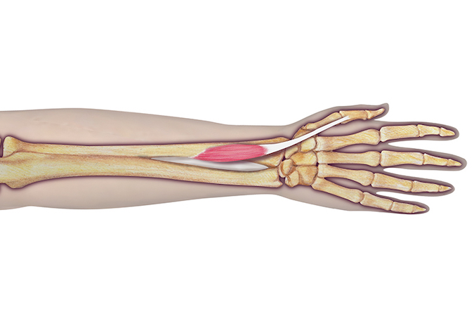 Extensor Pollicis Brevis (EPB)