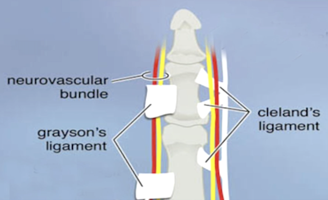 Note Cleland's ligaments dorsal to the neurovascular bundle and Grayson's ligaments volar to the bundle.