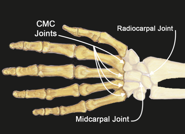 The 2nd through 5th CMC joints.