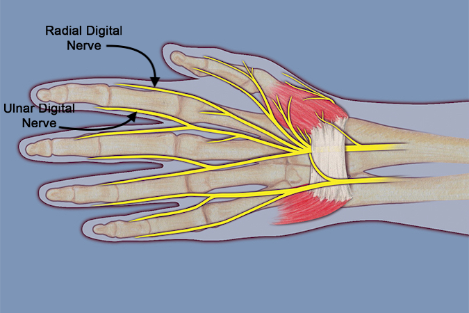 Radial and ulnar digital nerves of the index finger.