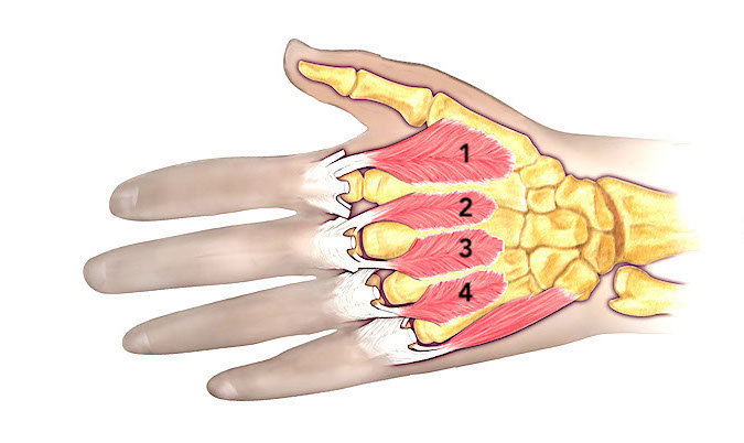Note the fourth dorsal interosseous muscle