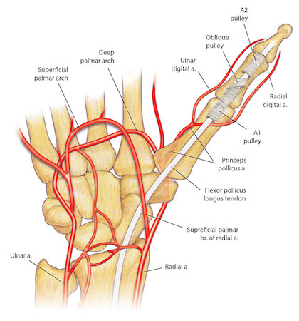 Note thumb A1 , Oblique, and A2 pulleys.  Also observe the radial digital artery goes dorsal to the FPL.