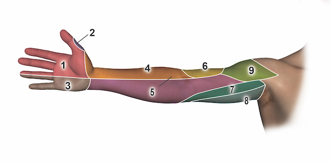 Anterior (palmar or volar) Sensation by Nerve: 1 = median nerve; 2 = dorsal radial sensory nerve; 3 = ulnar nerve; 4 = lateral antebrachial cutaneous nerve; 5 = medial antebrachial cutaneous nerve; 6 = radial dorsal antebrachial cutaneous nerve; 7 = medial brachial cutaneous nerve; 8 = intercostobrachial nerve; 9 = axillary nerve (superior lateral brachial cutaneous nerve.