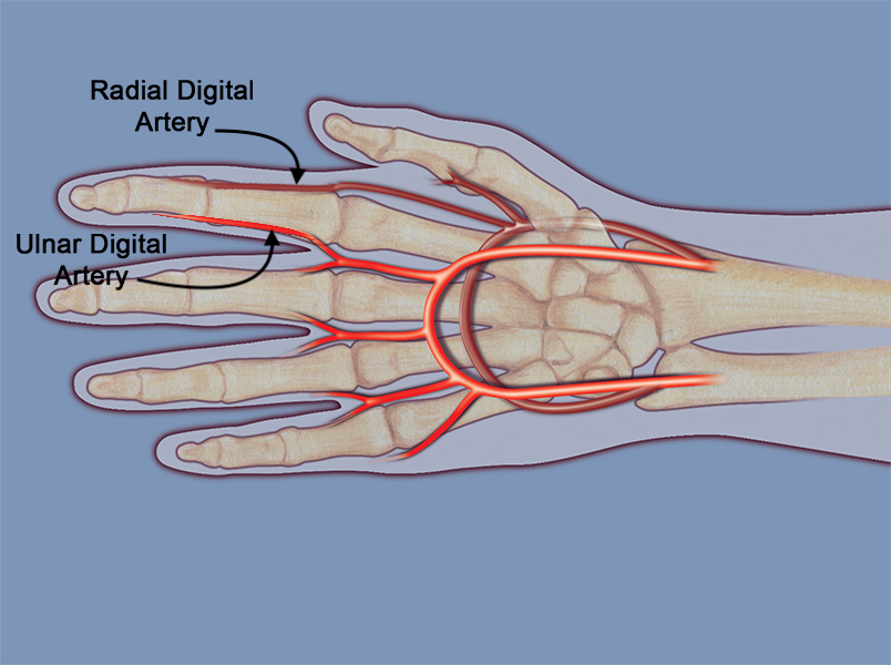The radial and ulnar digital arteries of the index finger.