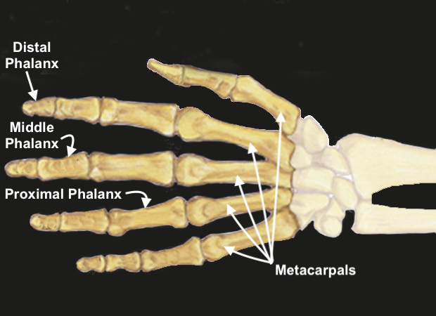 Metacarpal bones of the hand