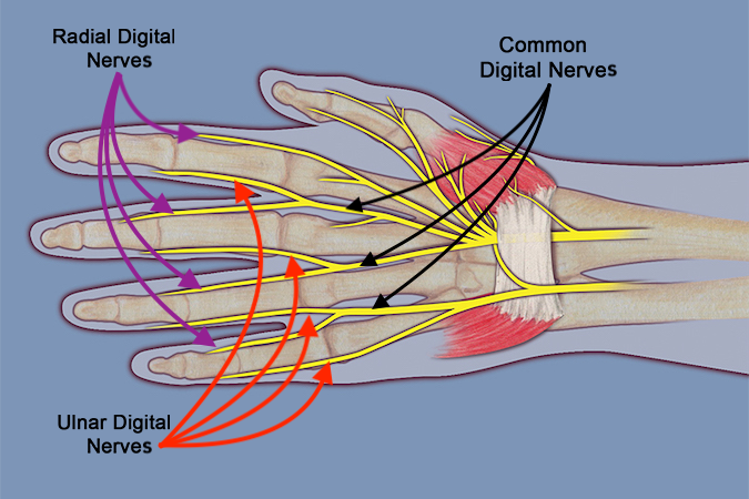 The diagram shows the radial digital nerves, the ulnar digital nerves, and the common digital nerves originating from the median and ulnar nerves.