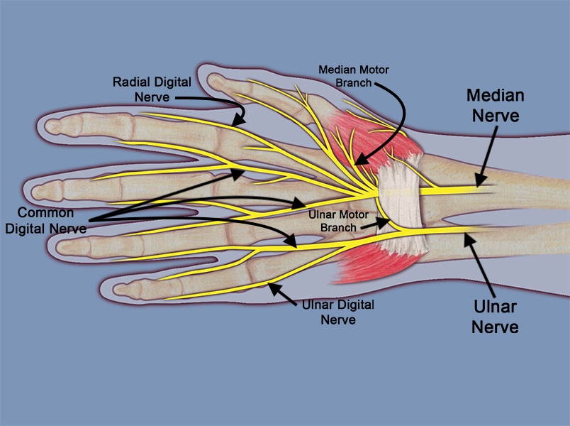 Ulnar nerve with its sensory and motor branches.