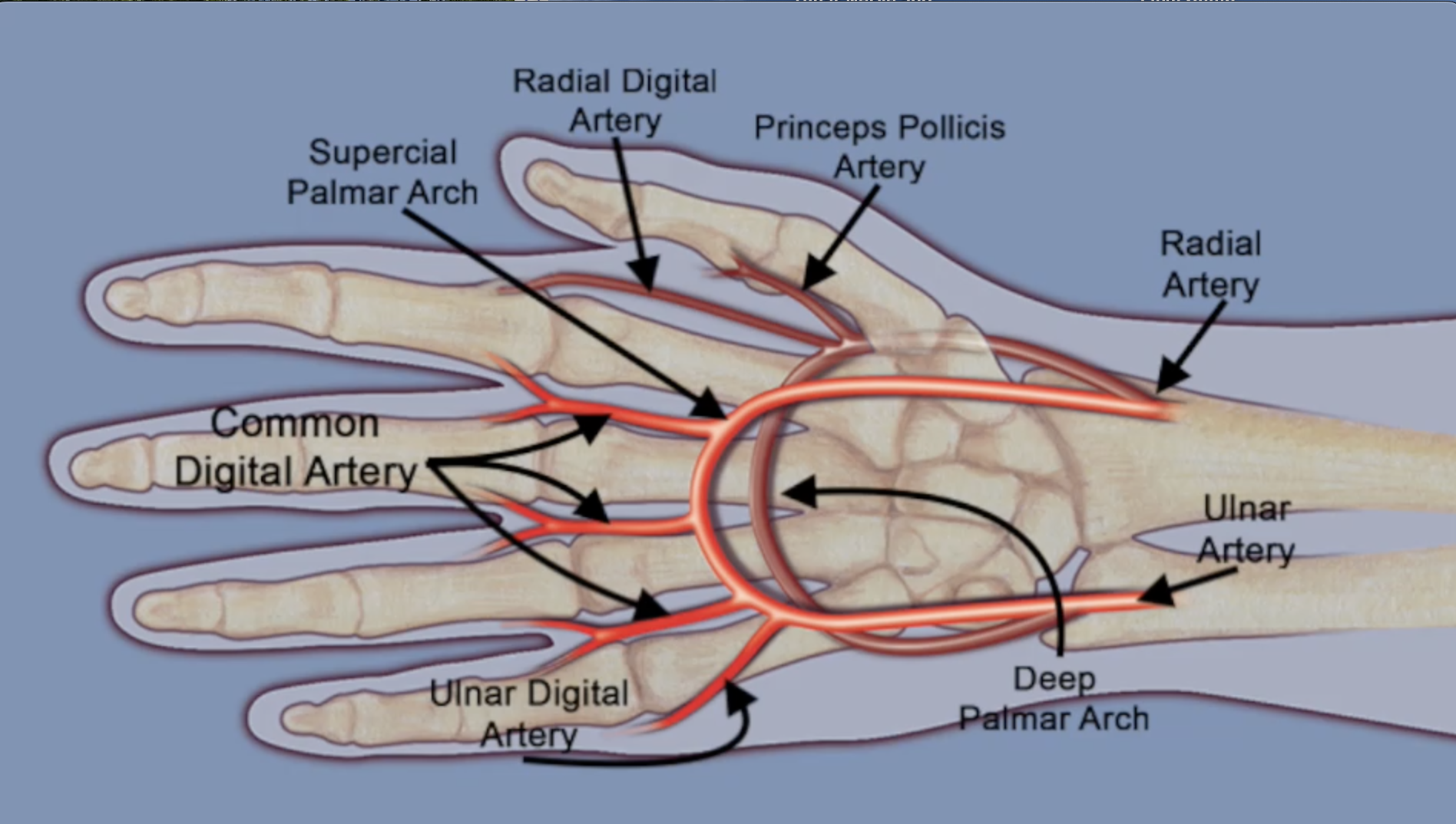 Diagram showing the ulnar artery, superficial vascular arch and deep vascular arch.